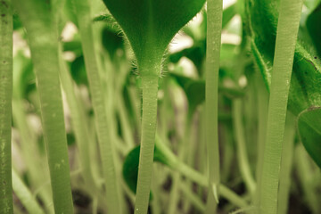 Young sprouts of microgreen plant close up