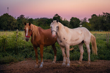 Fototapeta na wymiar horse in farm cordoba argentina 2021