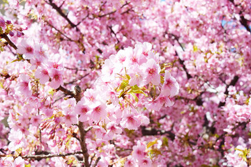 Fototapeta premium 河津桜 桜 春