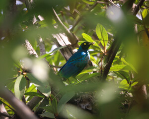 Oiseau dans un arbre en Afrique