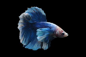 Obraz premium Betta fish, siamese fighting fish, betta splendens isolated on black background, fish on black background, fish fighting, Multi color Siamese fighting fish,