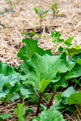 Rhubarb in a Spring Garden, Baby Tomatoes in the Background