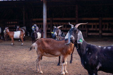 Anglo Nubian Goat in Cordoba Argentina Farm 2021