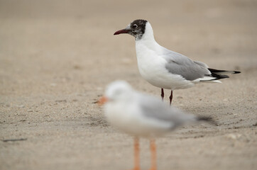 Selective focus on Black-headed gull with selender-billed gull in the forground at Busaiteen coast, Bahrain