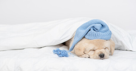 Cute golden retriever puppy wearing warm hat sleeps under white blanket on a bed at home. Empty space for text
