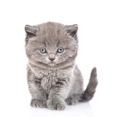 Cute tiny kitten sits in front view and looks at camera. isolated on white background