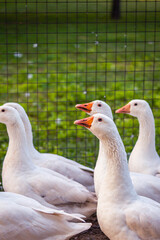 Pekin duck in farm cordoba argentina 2021