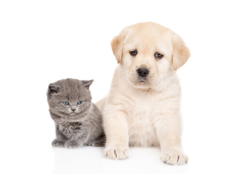 golden retriever puppy dog and kitten sit together and look at camera. isolated on white background