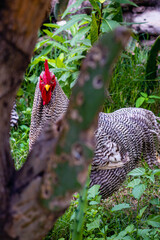 Egg laying hen in Cordoba Argentina farm 2021