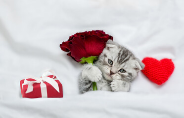 Cute tabby kitten holds red rose on a white bed near a gift box and heart. Top down view. Valentines day concept