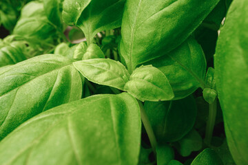 Fototapeta premium Young sprouts of microgreen plant close up