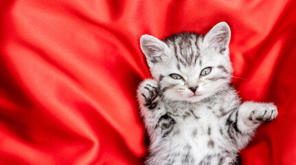 Cute tiny kitten lying on a red satin bedding. Top down view. Empty space for text