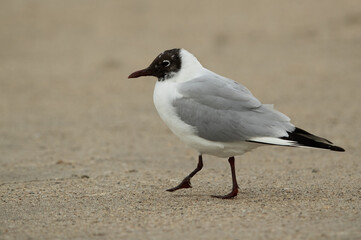 Closeup of a Black-headed gull in breeding plumage at Busaiteen coast, Bahrain