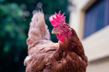 rooster on grass in farm cordoba argentina 2021