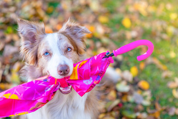 Happy Border collie dog wearing warm scarf holds an umbrella at autumn park