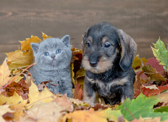 Puppy and kitten sit together  under autumn foliage and look at camera