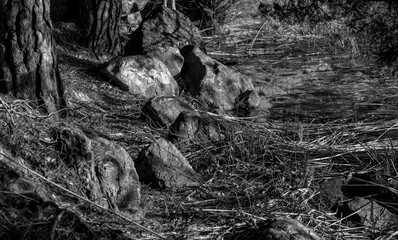 rocks and trees in the park by the lake