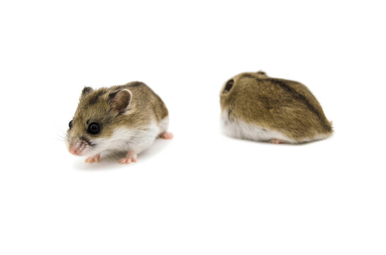 Chinese hamster white background
