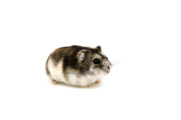 Russian Dwarf Hamster white background
