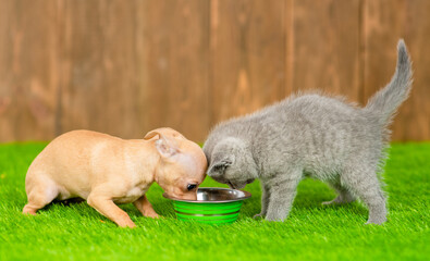 Toy terrier puppy and kitten eat together from one bowl on green summer grass