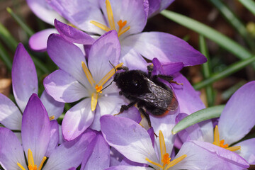 Queen Red-tailed bumblebee (Bombus lapidarius), family Apidae on the flowers of crocus of the...