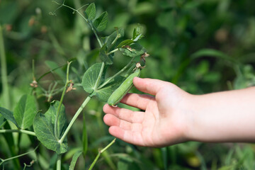 Child's hand holding a pod of green peas in the garden