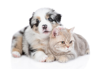 Australian shepherd puppy hugs british cat and looks at camera. isolated on white background