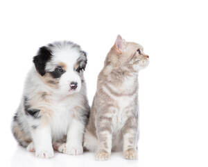 Adult british cat and Australian shepherd puppy look away together. isolated on white background
