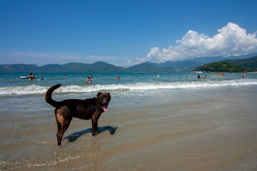 Cachorro na frente do mar olhando para a câmera antes de entrar na água. Praia de Ubatuba,...