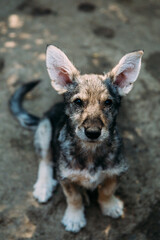 Beautiful puppies waiting to be adopted at a shelter