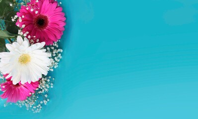 A bouquet of white and pink gerberas on a blue background. A bright festive floral arrangement. Background for greeting cards, greetings, invitations. © Olirina