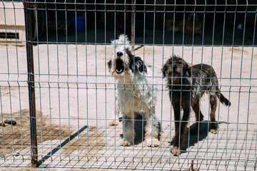 Beautiful puppies waiting to be adopted at a shelter