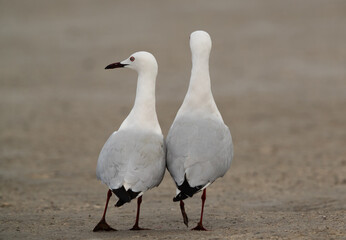 A pair of Sender-billed seagulls in breeading plumage at Busaiteen coast, Bahrain