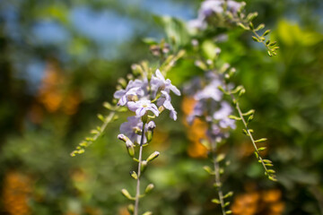  Small white mix violet  flower or  Duranta repens Flower