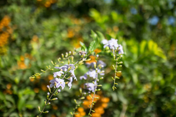 Fototapeta premium Small white mix violet flower or Duranta repens Flower