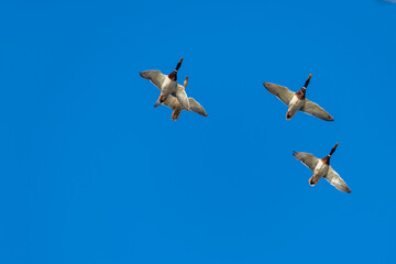 Obraz premium ducks in flight