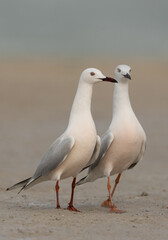 Sender-billed seagulls in breeading plumage at Busaiteen coast, Bahrain