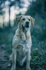 Portrait of a young handsome labrador retriever in a summer park.