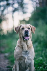 Portrait of a young handsome labrador retriever in a summer park.