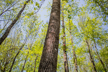 Árboles del bosque y vegetación de bosques de niebla