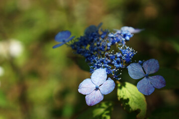 紫色の額咲きの紫陽花（アジサイ）
