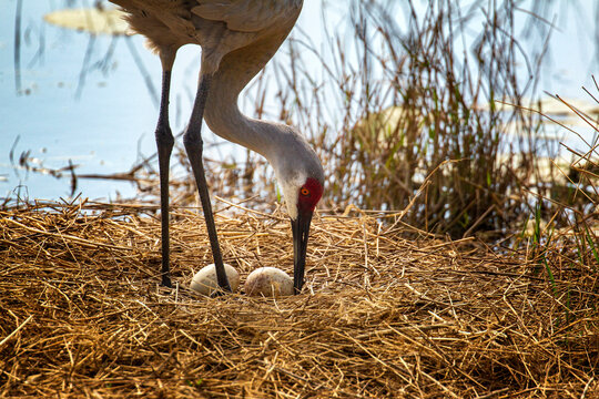 sandhill crane food web