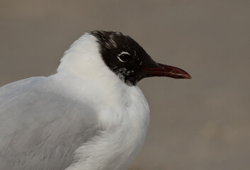 Closeup of a Black-headed gull in breeding plumage at Busaiteen coast, Bahrain