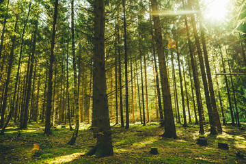 Dichter Nadelbaum Wald im Sonnenlicht