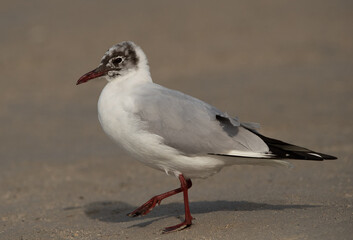 Black-headed gull on walk at Busaiteen coast, Bahrain