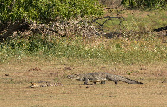large corocodile walking over open field in yala national park
