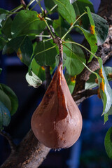 Branches leaves and pear fruits affected by orange rusty spots and horn-shaped growths with spores...