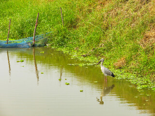 stork bird stand in water with reflection to foraging in canal near green grass bank a natural wildlife routine scene of tropical migratory birds in the wetland