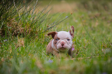 American bully 