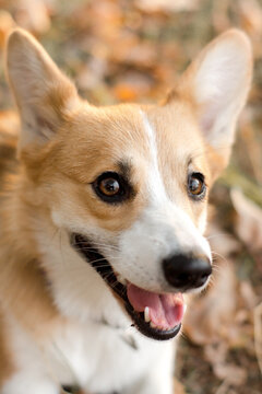 Portrait of a dog in park